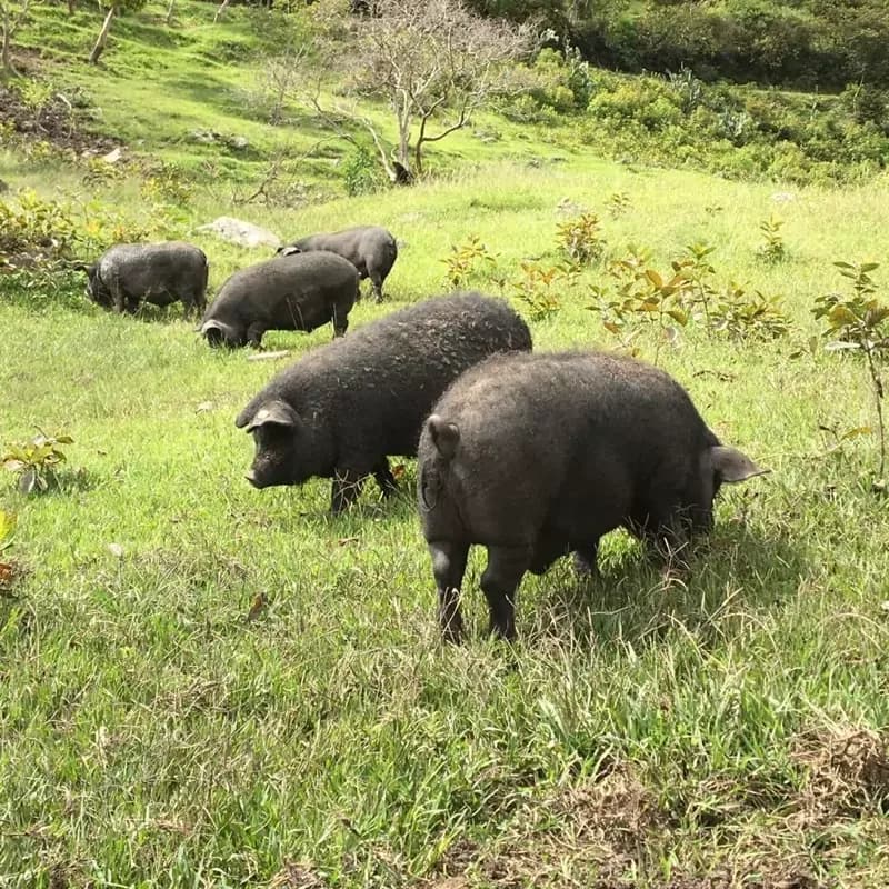 Cerdo criollo Congo de Santander, sin jaulas en pastoreo controlado — Chonchos De La Montaña