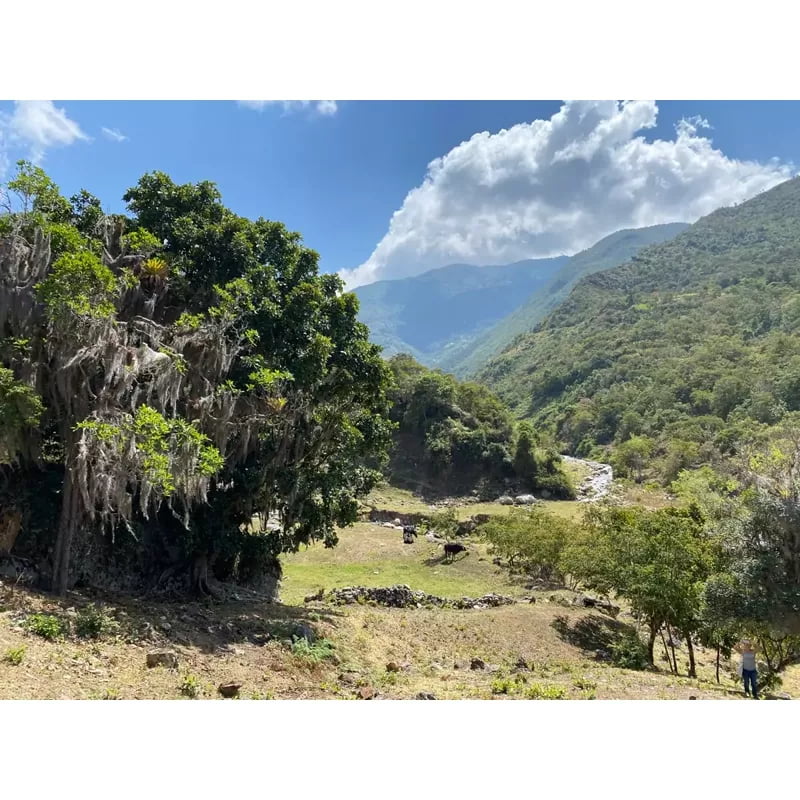 Chonchos De La Montaña — Cerdo criollo Congo de Santander, jamones y cortes premium